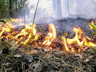 Профилактика лесных пожаров