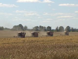Уборочная Беларуси: аграрии намолотили более 5 млн тонн зерна
