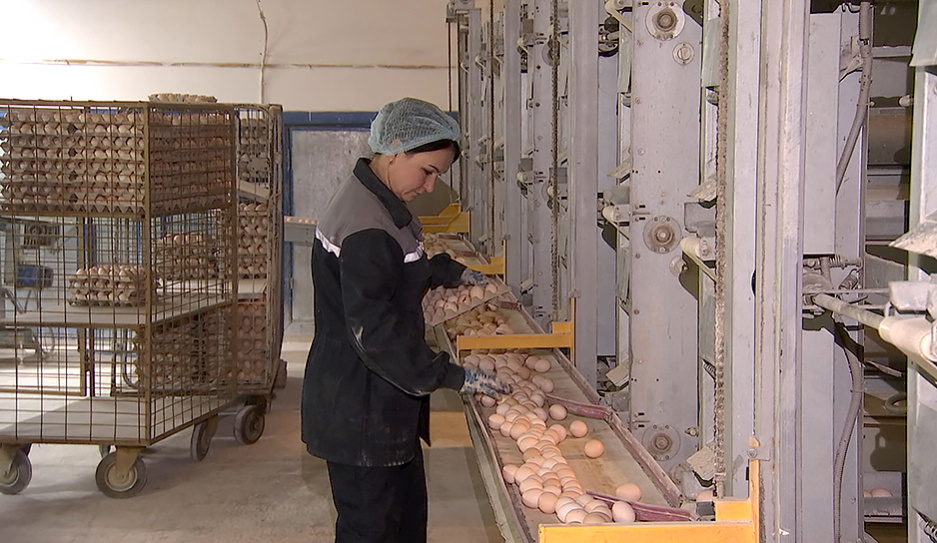 Беларусь в начале года вдвое нарастила поставки яиц в Россию
