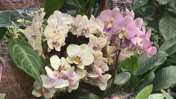 Флористическая сокровищница тропиков — в Ботаническом саду