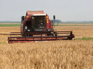Уборочная 2017: намолот зерновых в Беларуси превысил 7 миллионов тонн 