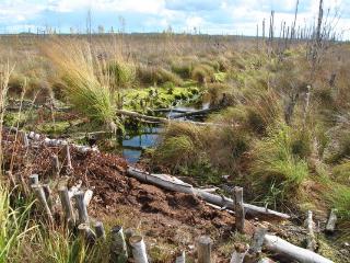 Восстановление болот в Беловежской пуще