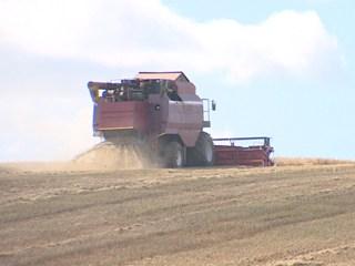 Уборочная 2019. Белорусские аграрии намолотили уже более 4,5 млн т зерна