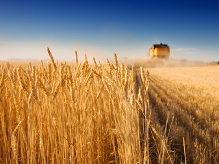 Уборочная 2017: аграрии Беларуси намолотили 7 млн 250 тыс. тонн зерна