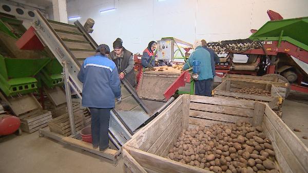 Belarus exports 30% of its potato production 