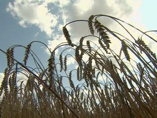 Уборочная-2019. В Беларуси аграрии намолотили более 5,5 млн т зерна