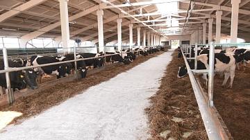 В Брагинском районе ввели два современных молочно-товарных комплекса