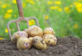 Belkoopsoyuz increases purchases of potatoes from the population