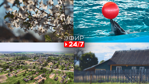 Как проходят занятия по дельфинотерапии? | Обряд  «Вождение и похороны стрелы»