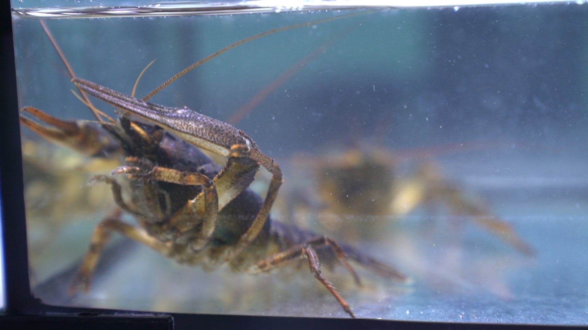 Belarusian scientists are working on a process for producing narrow-clawed crayfish on an industrial scale