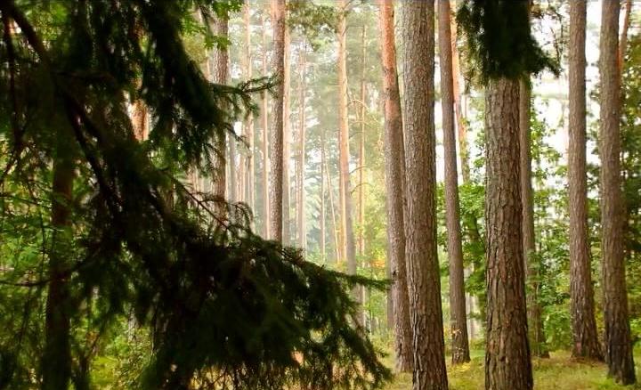 Реликтовый лес 