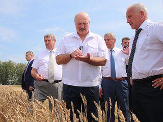 A.Lukashenko urges to enhance technological, personnel discipline during harvesting