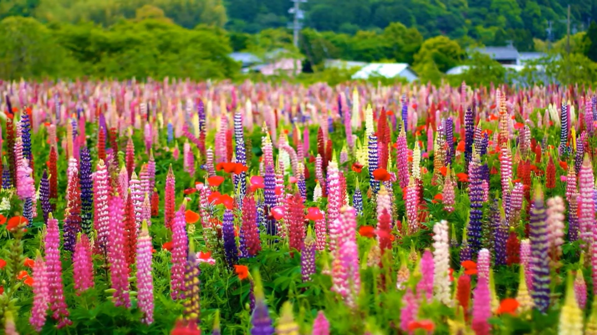 Белорусские учёные разработали котлеты и паштет из люпина