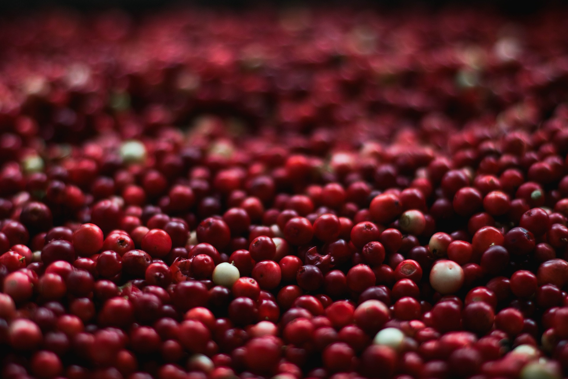 О клюкве: как собирают красную ягоду на столинских болотах