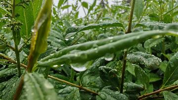 Forecasters predict heavy rains and thunderstorms in Belarus