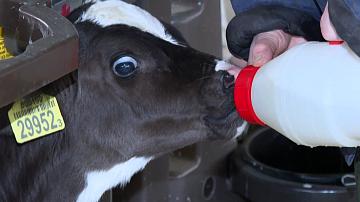 Technological reboot of the dairy industry is taking place in the regions