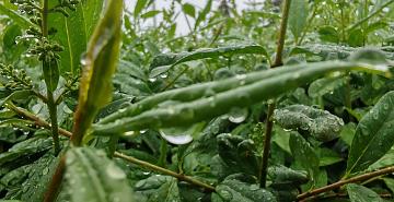 Forecasters predict heavy rains and thunderstorms in Belarus