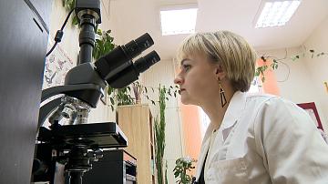 Belarusian breeders are working on new rye varieties 