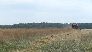 Молодёжь помогает убирать хлеб 