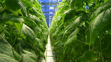 Time for vitamin harvest at the Minsk greenhouse complex