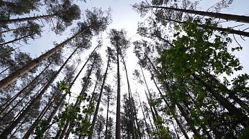 Forest cover in Belarus has reached its record level