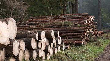 China is the main exporter of forestry products in the Grodno Oblast