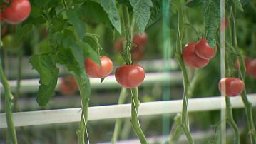 Artificial intelligence helps Belarusian farmers 