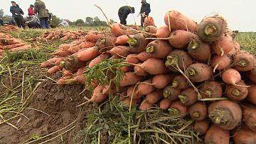 Производители плодоовощной продукции формируют стабфонды