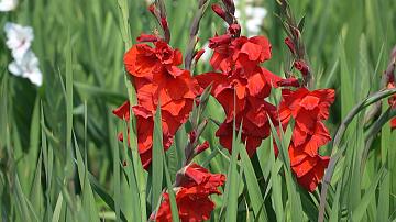 Gladiolus bloom season in the Central Botanical Garden of the National Academy of Sciences of Belarus