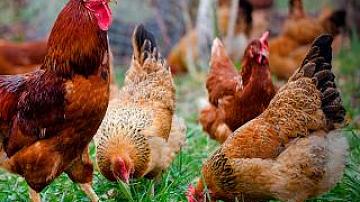 Экспорт сельхозпродукции