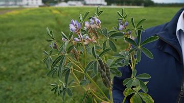 Belarusian breeders have developed a high-protein variety of white lupin