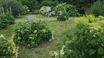  It's the season of hydrangea blooming in the Minsk Botanical Garden