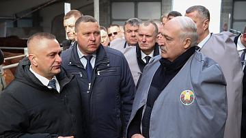 Президент ориентирует на более быстрое развитие племенного животноводства в Беларуси
