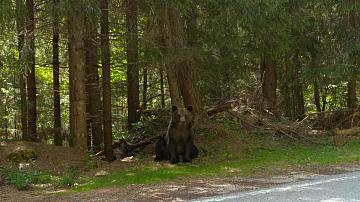 November has been declared the month of hunting tourism in Belarus