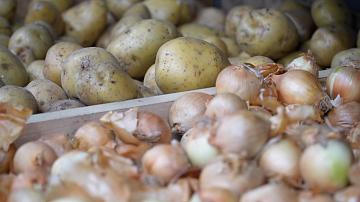 Белкоопсоюз увеличивает закупки картофеля у населения