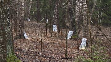 В лесхозах Беларуси начался сезон сбора берёзового сока