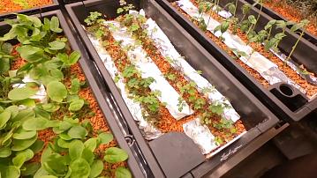 Belarusian tomato seeds are being sent into orbit today