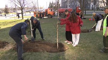 A birch alley was planted in Minsk on the Day of Unity of the Peoples of Belarus and Russia