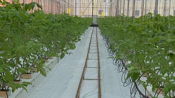 Белорусские овощеводы — на страже продбезопасности 