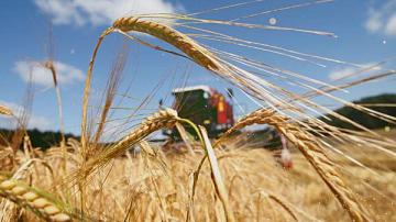 The harvesting campaign is actively underway in Belarus