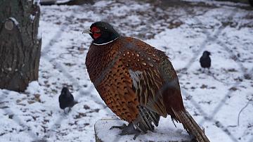 Минский зоопарк перешёл на зимний режим 