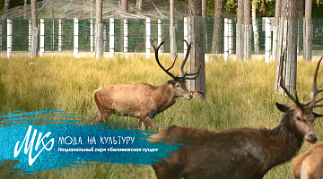 Главная природная сокровищница Беларуси – национальный парк «Беловежская пуща»