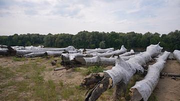 В реке Сож нашли реликтовую дубраву