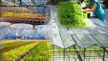 Belarus and Egypt to promote cooperation in agriculture