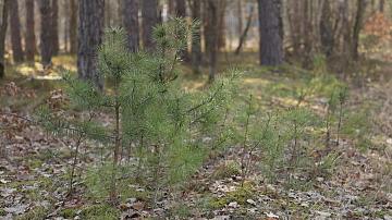 The national greening and beautification campaign continues in Belarus