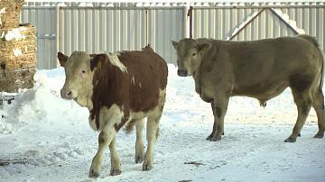Two large bull fattening facilities will be built in the Minsk Oblast