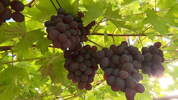An international conference on fruit growing is being held in Minsk