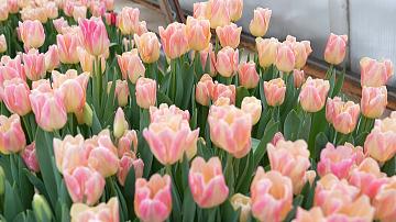 Farms and forestry enterprises are preparing for the start of mass tulip sales