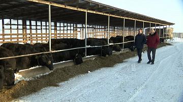 В Минской области возведут два крупных комплекса по откорму бычков
