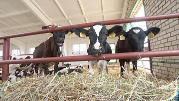 Dispensaries for calves continue to be built in Belarus